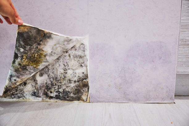 Best Toxic Mold Removal  in Eutaw, AL